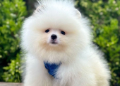 Safkan Pomeranian Boo Yavrularımız